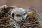 Meerkat family sleeping together Botanical Print